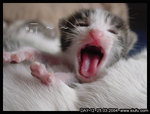 Dsc03258day12yawning
