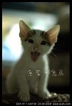 Dsc_5067fishballtongue