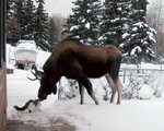 pic26147