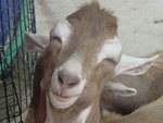 pic64296