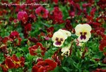 DSC_0590#