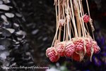 DSC_0611#