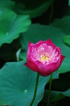 hong kong park044