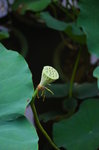 hong kong park073