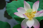 hong kong park091
