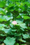 hong kong park096