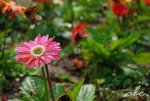 DSC_0580#