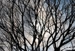 DSC_0595#