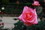 DSC_0608#