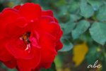 DSC_0627#