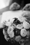 NEL_2666