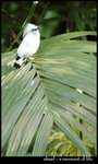 bird1_net