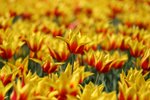 IMG_8975
