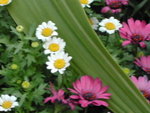 DSCN2896