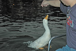 Wai and duck - 3