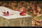 IMG_4461