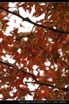 IMG_4464