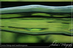 shades of green