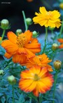DSC08608a