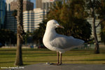 DSC_0083-a