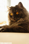 DSC01850-toffee-aa