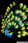 DSC05746-autumn-aa