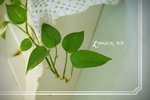 20080331cafe_06