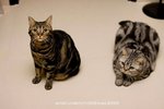 IMG_1554 copy