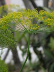 Dill
IMG_4507