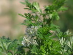 Coriander
IMG_4622