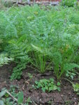 Carrots
IMG_4706