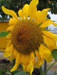 IMG_4461