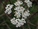 Yarrow
IMG_4701