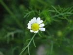 German Chamomile
IMG_4897