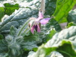 Borage
Borago officinalis
IMG_3749
