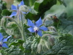 Borage
Borago officinalis
IMG_3804