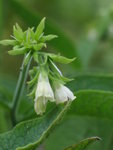 Comfrey
IMG_5950