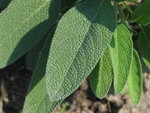 Sage
IMG_4872