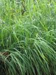 Citronella
IMG_2198