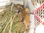 3 bunnies