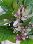 Lemon Blossoms -Citrus limonum-
Herboland
IMG_4508