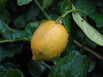 Lemon
IMG_4651