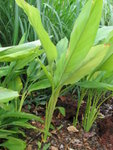 Tumeric
Curcuma domestica
IMG_2203