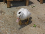 ducky2