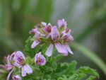 Geranium
IMG_5493