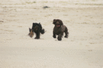 080406-beach-run-M