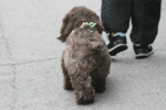 Miki-walk