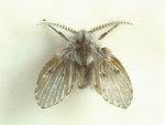 DSC_4252s.jpg