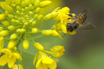 DSC_5610s.jpg
