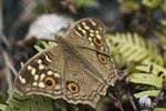 DSC_5803s.jpg
